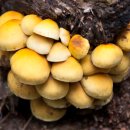 팔공산올레길 1코스 이미지