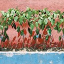 기자농장 이미지