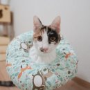 신동물메디컬센터 | 암컷 고양이 중성화 수술 비용 및 후기[향남 신동물메디컬센터]