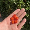 우리들카센타 이미지