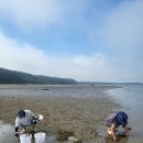 청포대민박 | 태안 갯벌체험 동죽 맛조개 청포대해수욕장/숙박 별주부해송민박