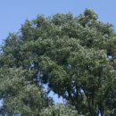 버드나무 이미지