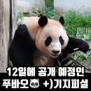 푸바오 6월 12일 공개 예정 이미지