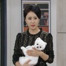 강아지가정부 이미지