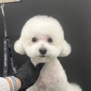 대견하개 이미지