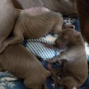 보성이탈리안그레이하운드 이미지