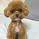 멍까루 이미지
