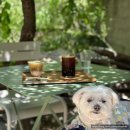 버블독스 부산대점 이미지