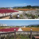 나누리농원 | 경기도 가볼만한 곳 - 가을 꽃 나들이하러 양주 나리 공원에 다녀왔어요.