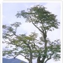 순천-36호 이미지