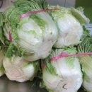 김치스토리보쌈 이미지