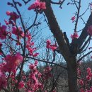 우리산약초