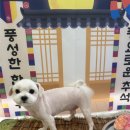단비애견 미용실 이미지
