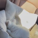 스테이 노네 이미지