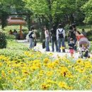 금천둔치
(산양교뒤) | [도보여행/벚꽃놀이] 서울시 선정 서울의 봄꽃길 100선, 봄나들이 갑시다! 여의도 윤중로, 남산 벚꽃길...