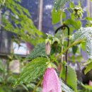 돌배나무 민박 이미지