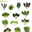 멸치볶음밥.수박.완두콩밥.아욱된장국.돼지고기 단호박볶음.상추.쌈장.열무김치 이미지