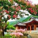 7, 8월 만개하는 배롱나무꽃 명소 이미지
