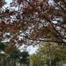 백로트레일러 | 리를 빅 나들이