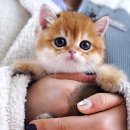 서울고양이분양 묘연 이미지