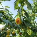 명봉산솔밭관광농원오토캠핑장 | 강원도 원주시 명봉산 오토 캠핑장 인근 대안리 인생 복숭아 맛집 가나안 꿀꿀꿀 복숭아농장