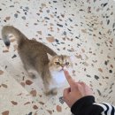 나와고양이 | 남양주 깨끗한 고양이카페 나만 없어 고양이, 별내동 고양이카페 아내랑 다녀온 솔직 후기