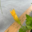 조롱박, 수세미, 유자, <b>색동</b><b>호박</b> 구청 앞