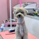 산두로펫살롱 이미지