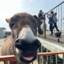 이호농장 이미지