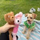 무아몽 해운대 강아지 애견미용 이미지