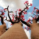 환상의 섬 이미지