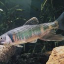 피라미다 이미지