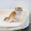 천안 강아지분양 고양이분양 파라다이스펫본점 이미지