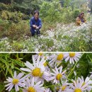 능이 송이산행............ 능이 산행중에 만난 3구심과 각구 ~.....그리고 비오는 날 힐링산행 .....12번째 산행기 이미지