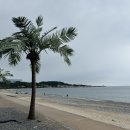 관성솔밭해변 이미지