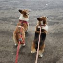 우리 펫 택시(woori pet taxi) | 구미펫택시 뚜벅이 견주에게 펫택시119는 완전 사랑이죠!