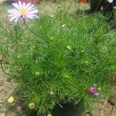 대천천2 이미지