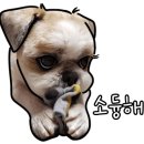 101 애견미용 이미지