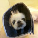 페트로동물의료원 이미지