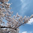 경주 벚꽃 보세유 - 이미지