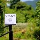 낭만포레 이미지