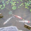 고기연구소 이미지