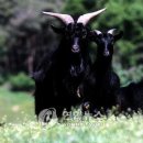 도내흑염소 이미지