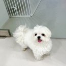 빵그루밍 이미지