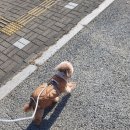 맥도날드 양주옥정DT점 이미지