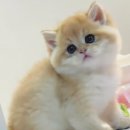 루시캣