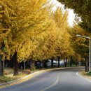 은행나무길 화장실 이미지