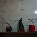 얼음골향림 이미지