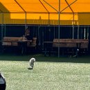 아이러브마이독 이미지