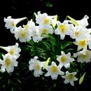 백합세탁소 이미지